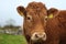 Cattle: Portrait of young Limousin bullock on farm in rural Ireland