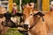 Cattle Pulling Carts near Tonle Sap Lake, Cambodia, Indochina