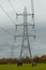 Cattle and Pylons