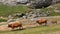 Cattle in Pyrenees