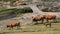 Cattle in Pyrenees