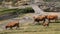 Cattle in Pyrenees - slow motion