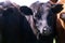 Cattle raising with natural pastures in Pampas countryside, La Pampa Argentina