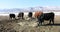 Cattle ranch farm cows eating springtime 4K