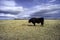 Cattle Ranch on The Prairies