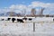 Cattle: Rancher on horseback checks cows and early calves