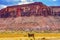 Cattle Red Cliff Canyonlands Needles Utah