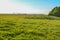 Cattle relaxing in a green field on a hot summer day