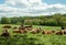 Cattle relaxing in a Herefordshire meadow.