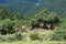 Cattle Resting on Greek Mountain Forest, Greece