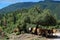 Cattle Resting on Greek Mountain Forest, Greece