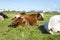 Cattle resting next to a caravan park