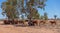 Cattle Resting In Shade