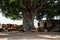 Cattle are resting under the Pipal tree
