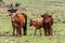 Cattle in Rio Grande do Sul Brazil