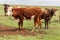 Cattle in Rio Grande do Sul Brazil