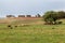 Cattle in Rio Grande do Sul Brazil