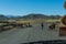 Cattle on the road, Ethiopia