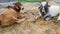 Cattle on roads in India. Indian stray bulls and cows are sitting middle of roads in India