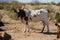 Cattle Roaming on Arizona Land