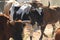 Cattle Roaming on Arizona Land