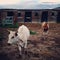 Cattle roaming on the range out west