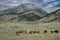 Cattle roundup in Montana foothills