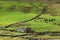 Cattle and ruins of barn on fellside, Whernside