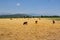 Cattle ruminating in the field at the base of the Andes.