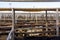 Cattle in sales pens