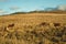 Cattle scattered on rural lowlands called Pampas