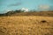 Cattle scattered on rural lowlands called Pampas