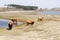 Cattle scottish Highlanders, Zuid Kennemerland, Netherlands