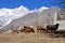 The cattle are searching food snowy Ladyfinger peak