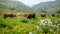 Cattle serenely grazing in the lush green meadows of the picturesque countryside
