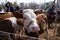 Cattle, sheep, goat and cow trading at traditional animal trading market at Kashgar, Xinjiang, China