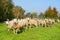 Cattle sheep in the grass