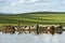 Cattle and sheep at a water hole in the Mongolian steppe