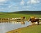 Cattle and sheep at a water hole in the Mongolian steppe