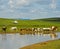 Cattle and sheep at a water hole in the Mongolian steppe