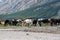 Cattle shepherd cows calm relaxing autumn shades sunrays rocky hillside typical rural scene green blue lifestyle