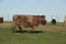 Cattle Shorthorn , in Argentine countryside,