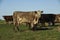 Cattle  Shorthorn  , in Argentine countryside, La Pampa province,