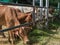 Cattle at slaughterhouse