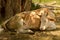 Cattle sleeping under a tree