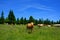 Cattle in Slovenia