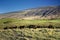 Cattle on the south side of Haleakala, Maui, Hawaii