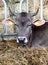 Cattle in stable with fodder