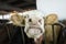 Cattle in a stall on a farm