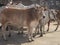 cattle standing in a street of jaipur, india